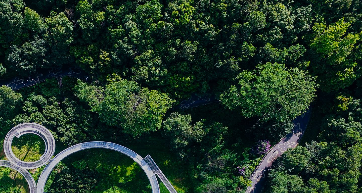 sustainability-forest-top-down